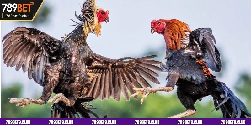 Quy tắc khi tham gia đặt cược đá gà cựa sắt