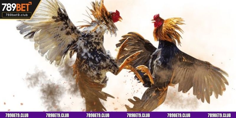 Đá gà cựa dao 789bet đang ngày càng thu hút đông đảo người chơi