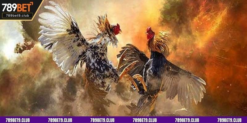 Luật chơi đá gà cựa dao 789BET