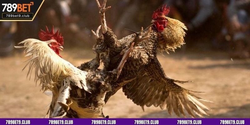 Tốc độ trận đấu nhanh, kết quả rõ ràng