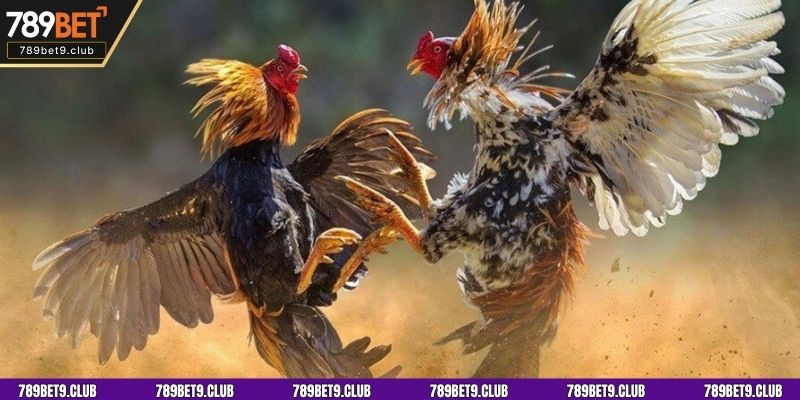 Kinh nghiệm đi học chiến đấu ở Campuchia